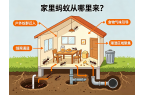 家里的蚂蚁是从哪里来的？